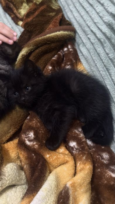 Отдам котят в добрые руки. 2 мальчика и 2 девочки