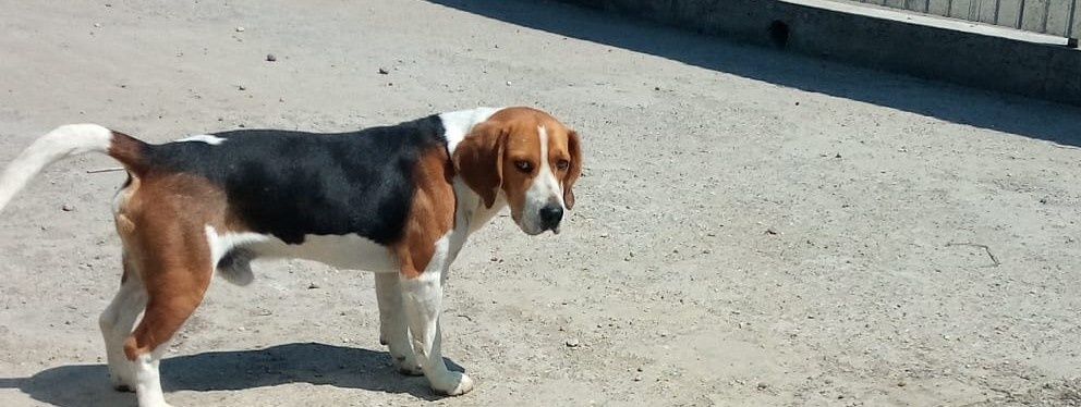Puisor de teckel