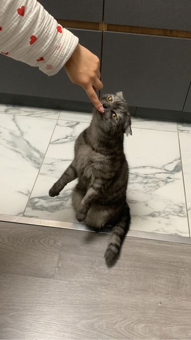 Отдам кота в добрые руки, только в добрые руки.