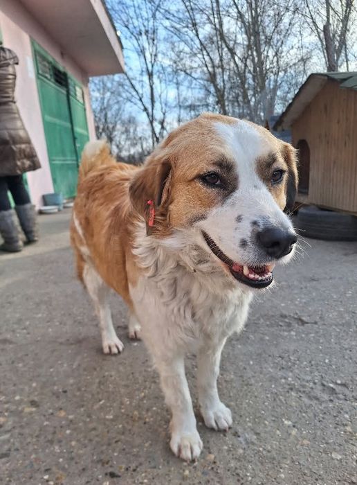 Подарява се кученце