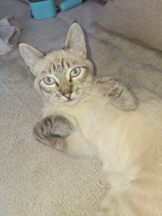 Отдам даром кота