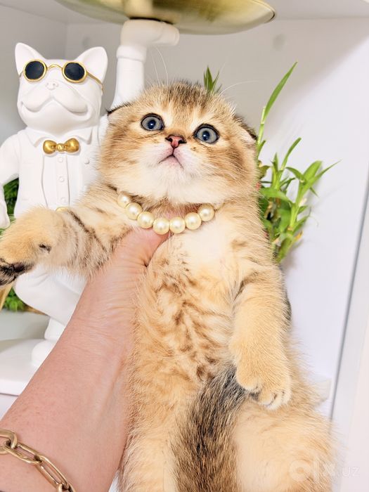 Читокровные котята