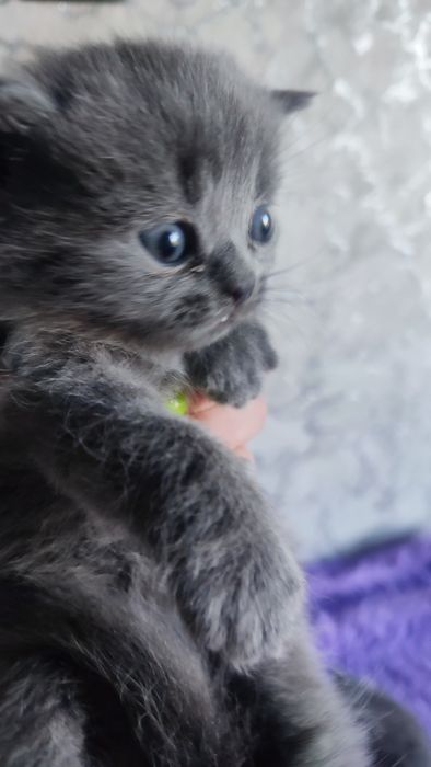 Животные..кошки британцы