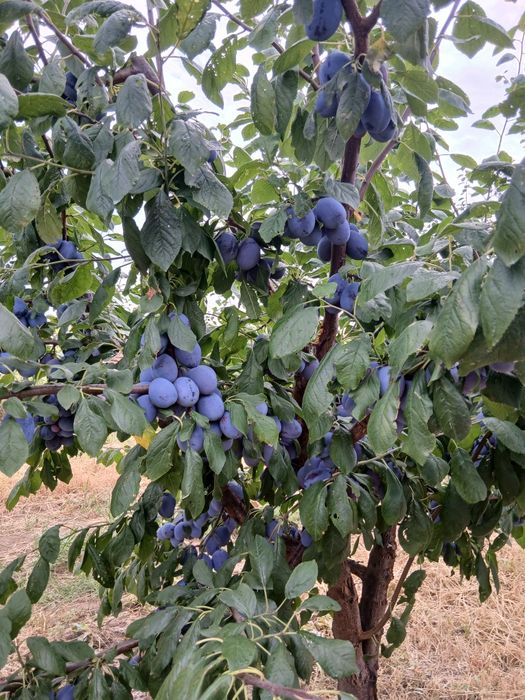 Prune. Soi Piteștean și centenar.