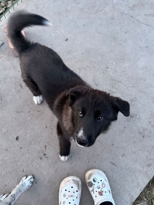 Продам щенков лайки