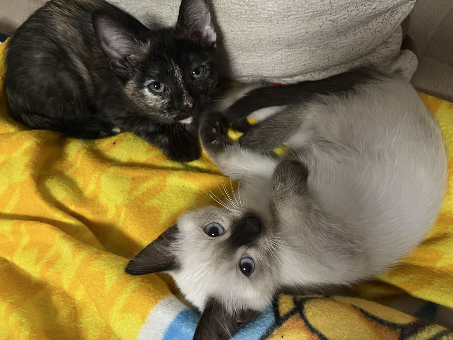 Кошечки ищут дом