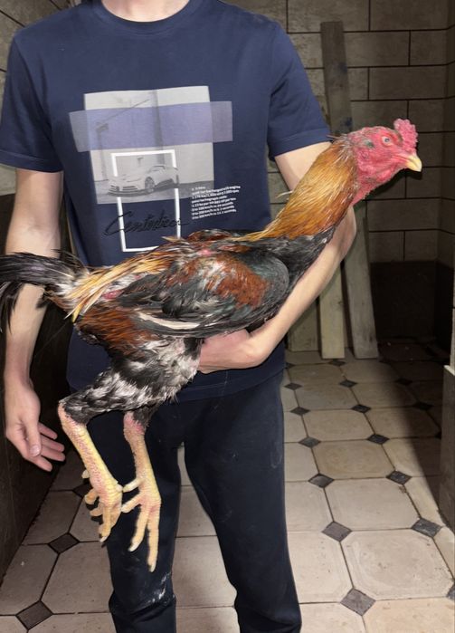 Дакан Туляк  Кареец