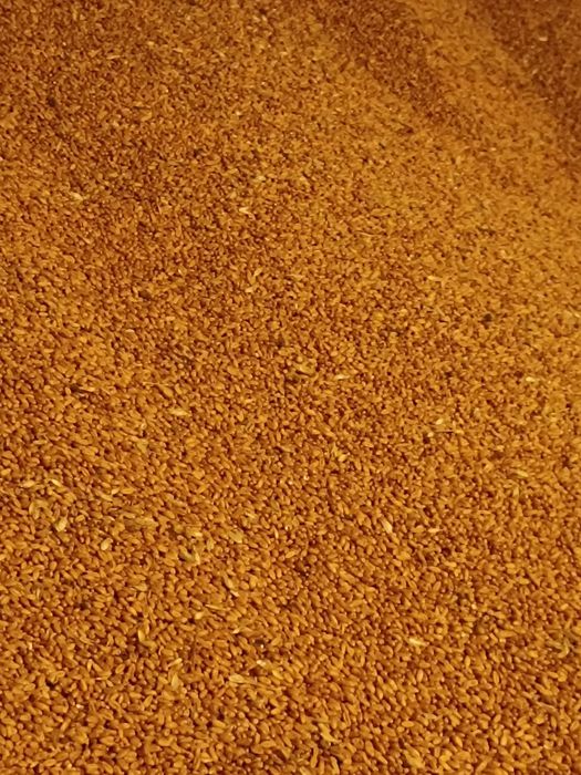 Vând grâu 2025 – calitate bună – 1 leu/kg