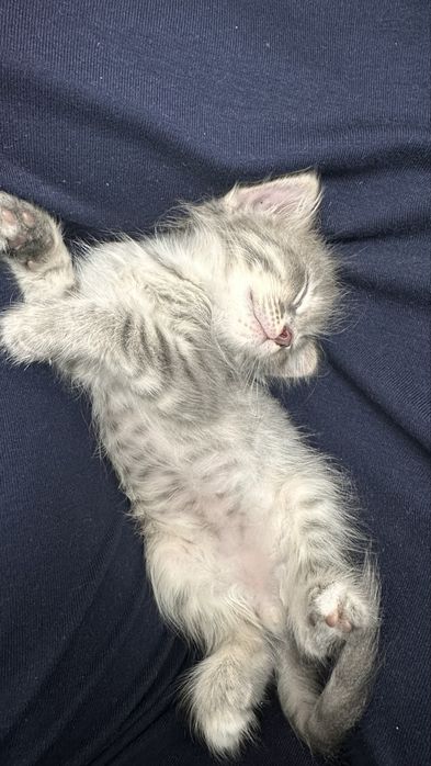 Котенок мальчик(в добрые руки)