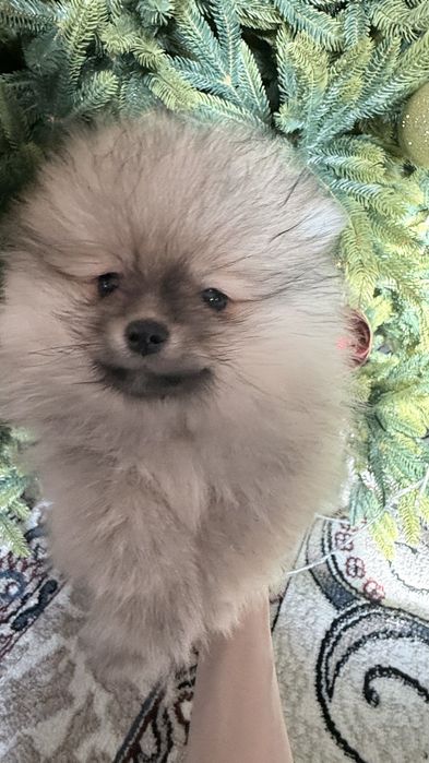 Продаются щенки малого немецкого шпица