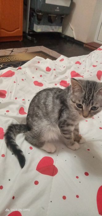 Отдам котёнка серо черного окраса