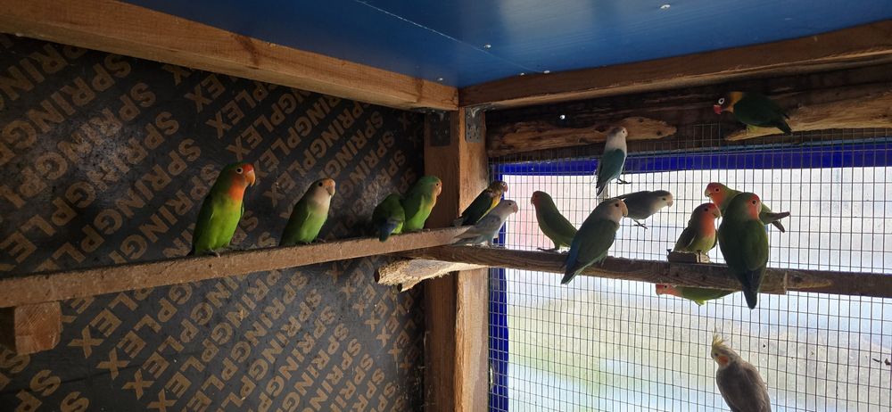 Александри монаси неразделки и др видове папагали