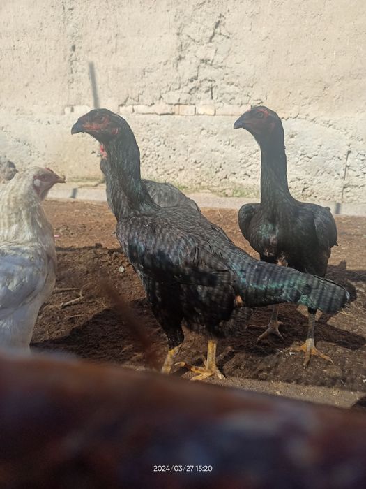 Дакен, жожа макиеонлар сотувда.