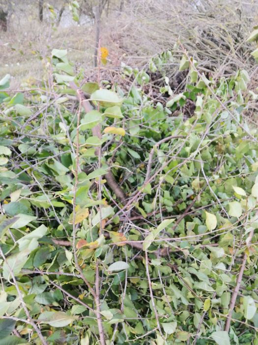 Preluam deșeuri vegetale