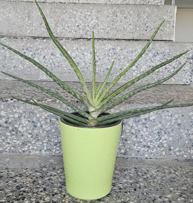 Лечебно алое Барбаденсис 4 годишно