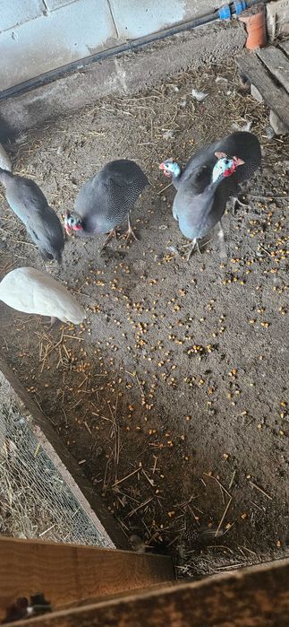 Vand  5 bucati  de bibilici