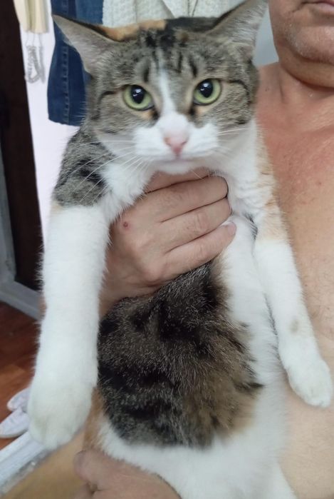 Котята бесплатно