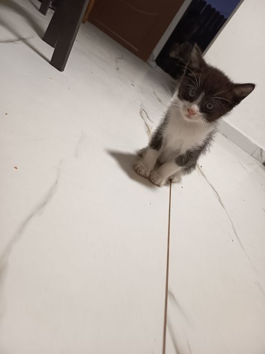 Ofer spre adopție