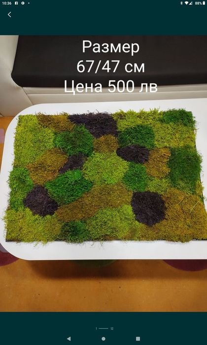 Фото картини и изделия стабилизира мъх