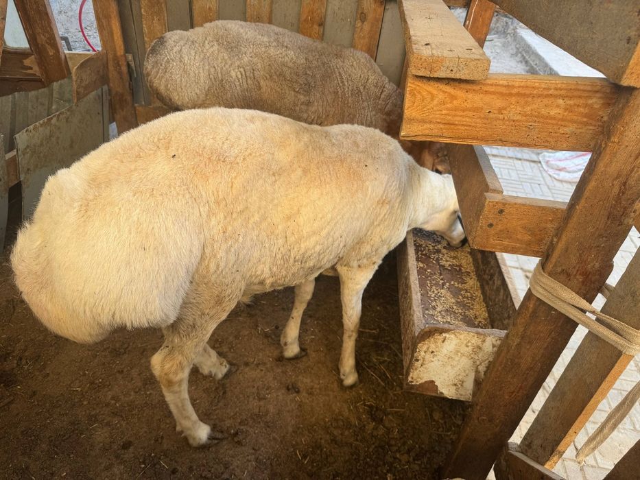 Qòchqor sotiladi