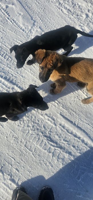 Немецкая овчарка