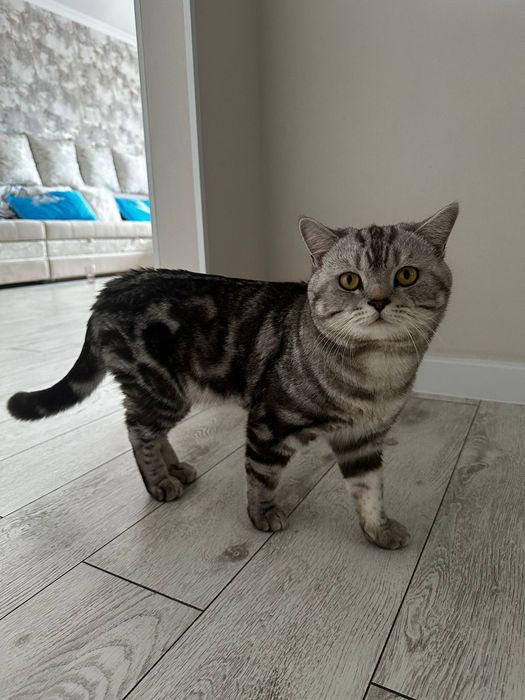 Вязка Американский короткошерстный