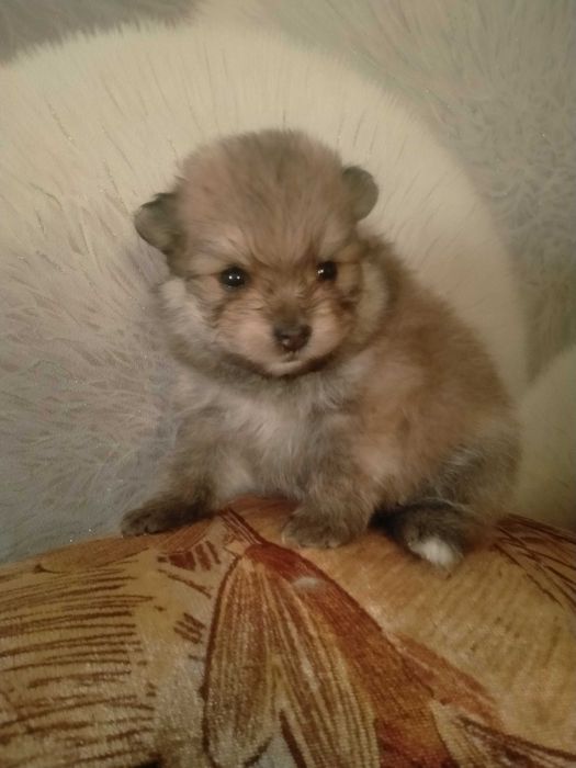 Срочно !продам  щенков  мини шпица 1 мес.девочки и мальчик