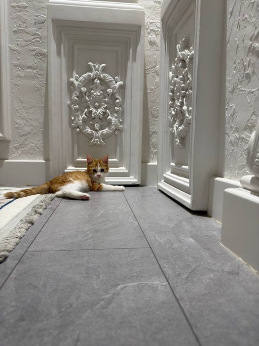 Sariq mushukcha 3 oylik