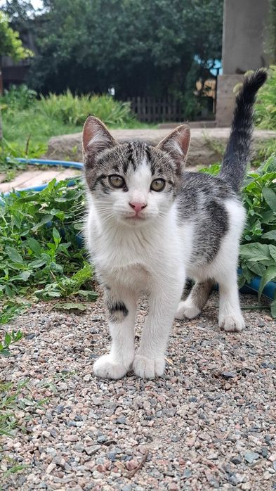 Отдам котят в хорошие руки