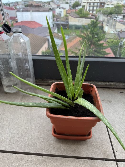 Vand aloe vera ! diferite marimi ! Flori ideal ! Floare ghiveci