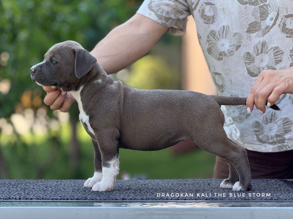 Amstaff rasă pură cu pedigree