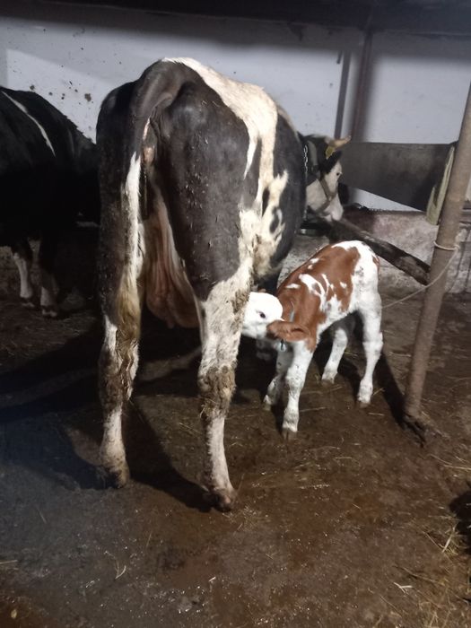 De vânzare junca la prima fătare