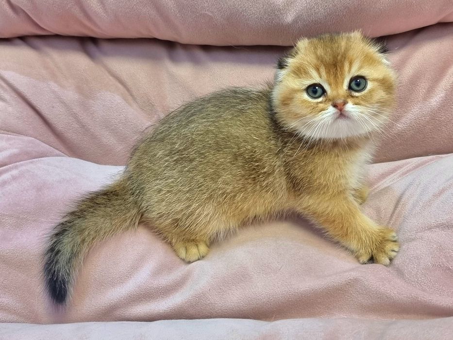 Шотландский котик скоттиш фолд.