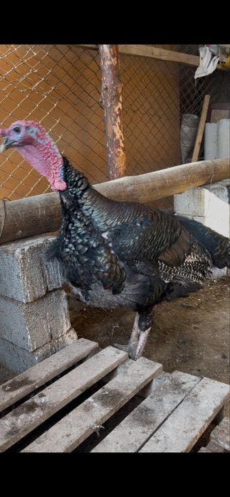 Гибрид қораз. Индюк. Күркетауық