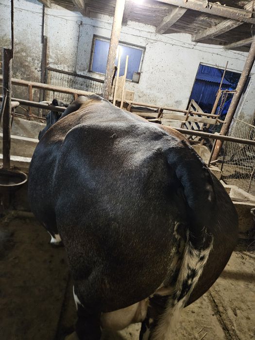 Vacă de vânzare metis belgian