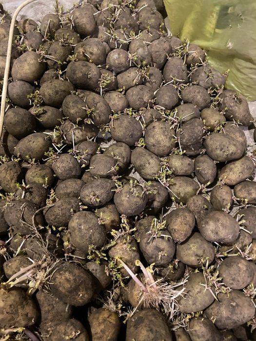 Продам картофель семенной