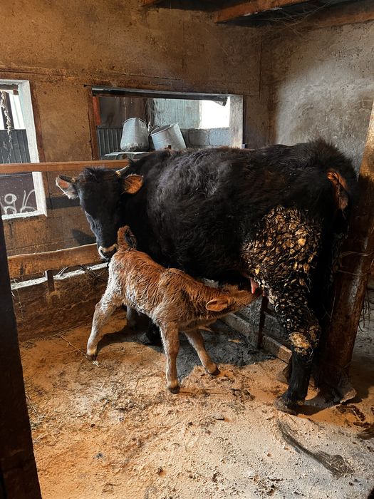Продам карову с теленком