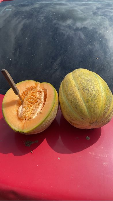 Vand pepeni galbeni chihlimbar