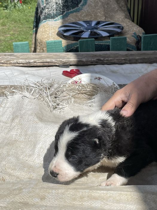 продам щенки алабая