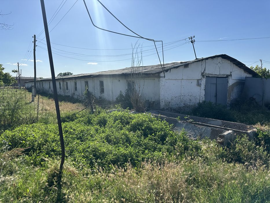 Ferma sotladi maniz Tolabi oq tomda