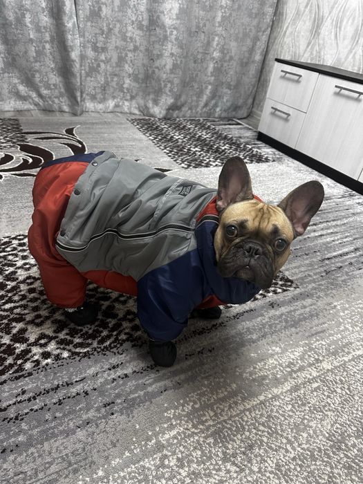 Комбенизон на крупную собаку, новый