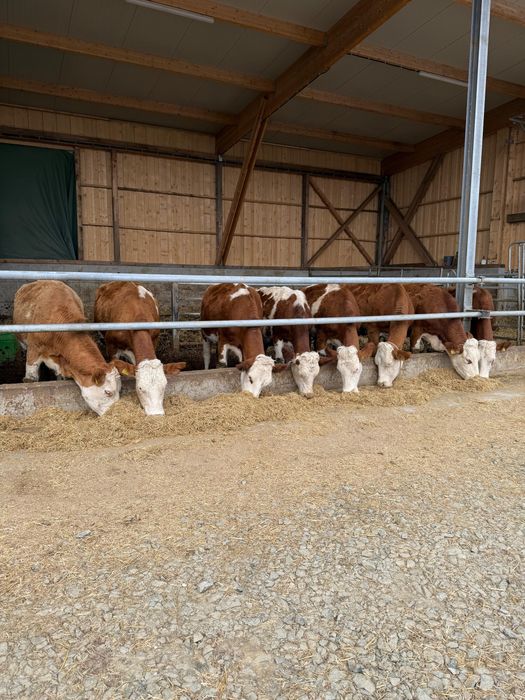 Vand baltate gestante 8 bucati