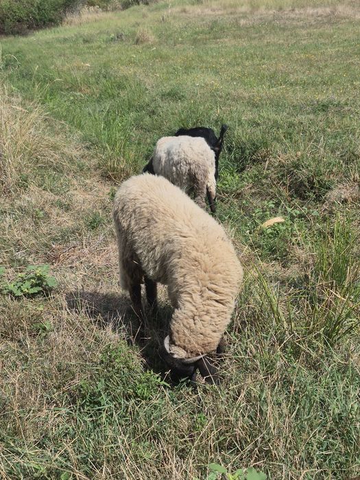 Vând capre anglo nubiane