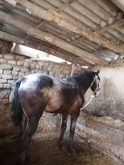 Жылқы кокпар шауып журген