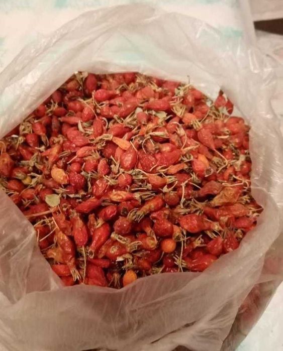 Итмұрын шиповник