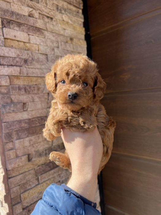 Той Пуделчета !!!