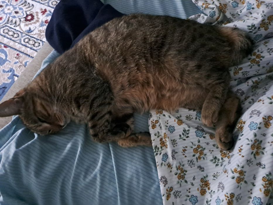 Хочу здать кошку домашнюю