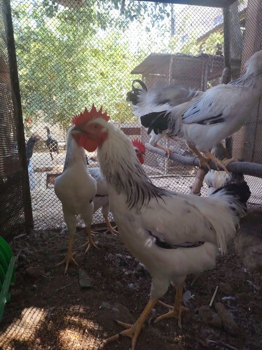 Adler toza zotli xorozlar