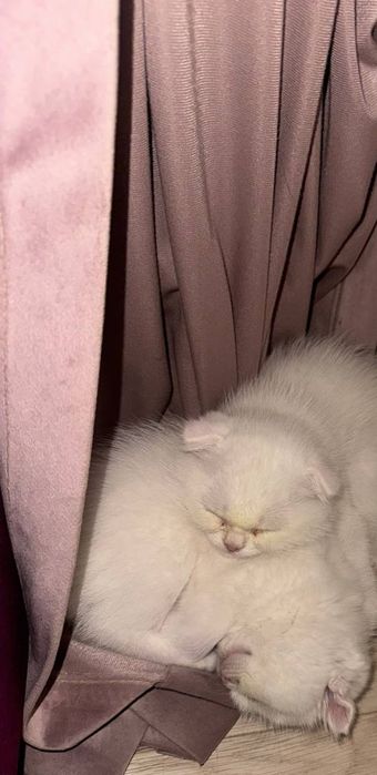 Красивая два Белая котёнка 1 месяцев оба девочка