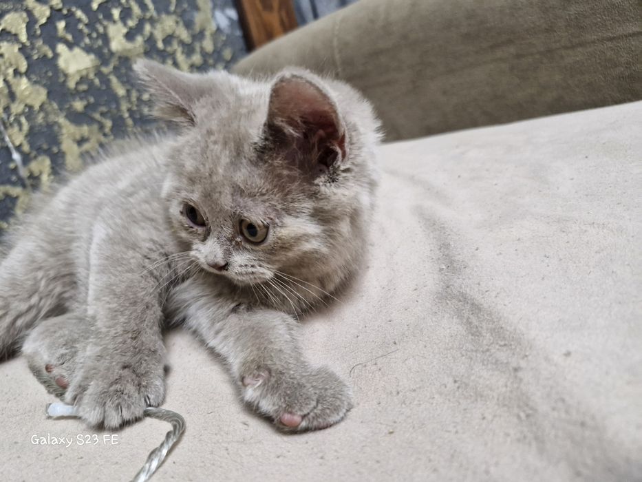 Британские котята